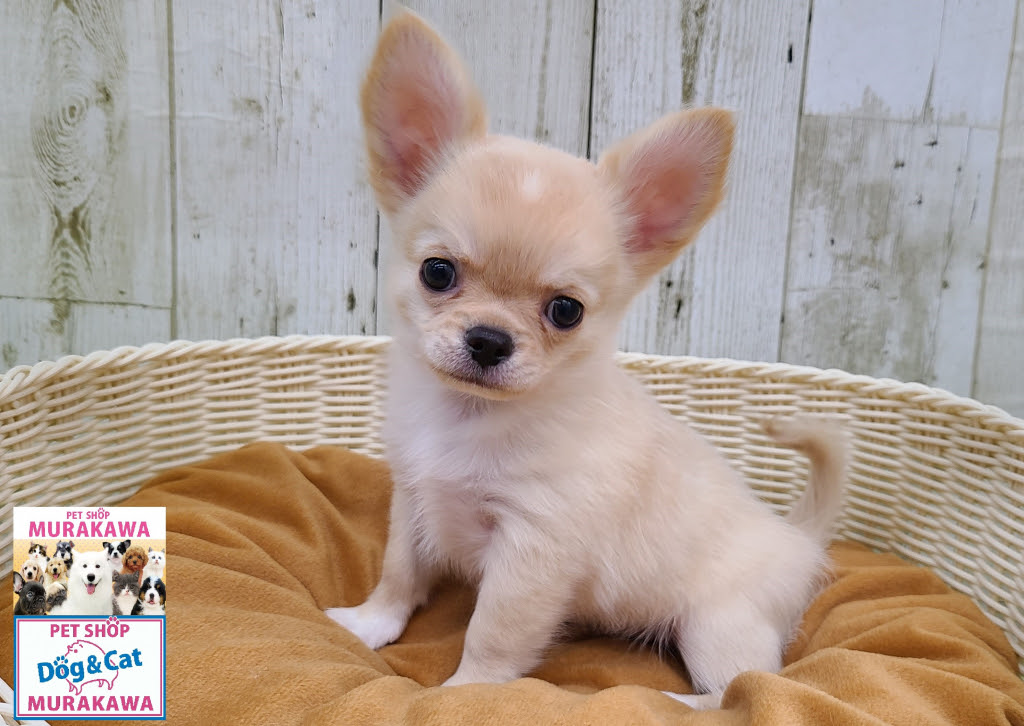 兵庫県姫路市にあるPET SHOP MURAKAWA（ペットショップ ムラカワ 