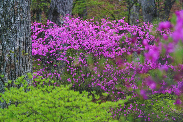 四季の山野草図鑑 トウゴクミツバツツジ