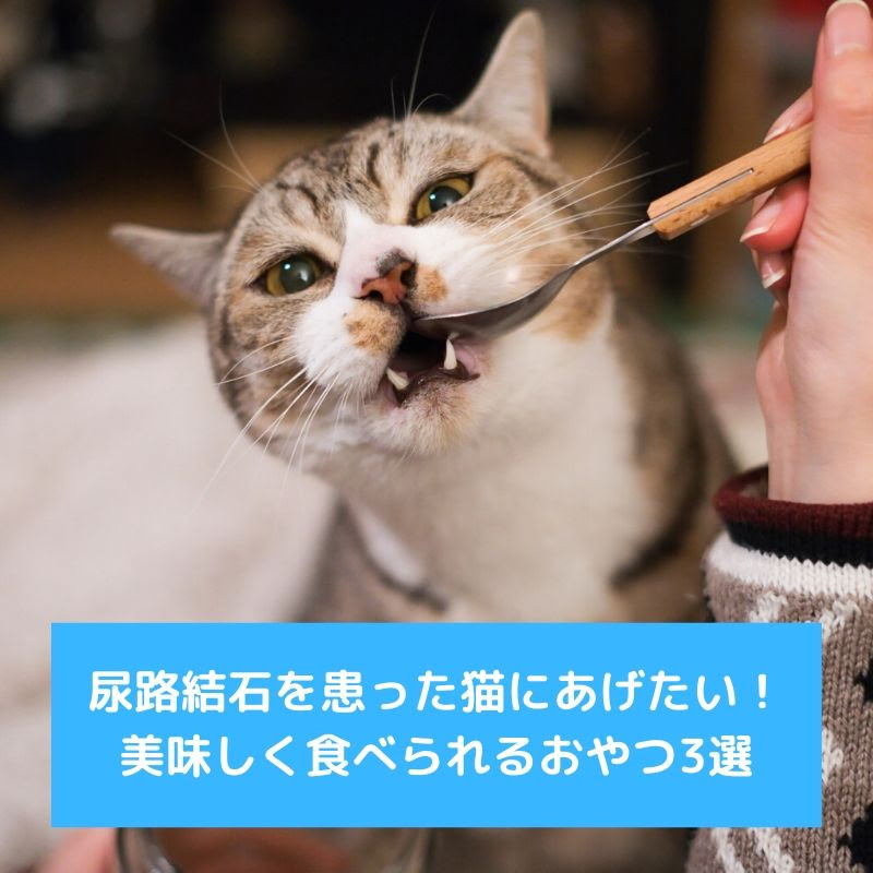 獣医師監修 尿路結石を患った猫にあげたい 美味しく食べられるおやつ3選 猫の総合情報サイト ペットスマイルニュースforネコちゃん