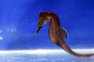 タツノオトシゴ通信販売のシーホースウェイズ