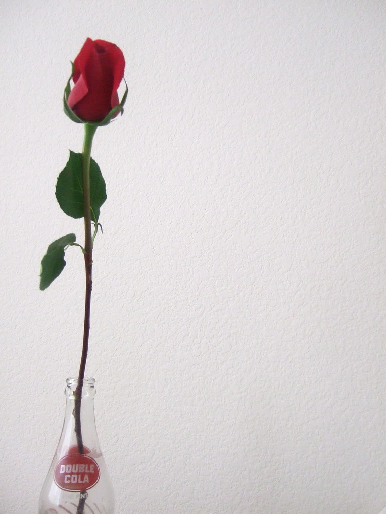 a rose