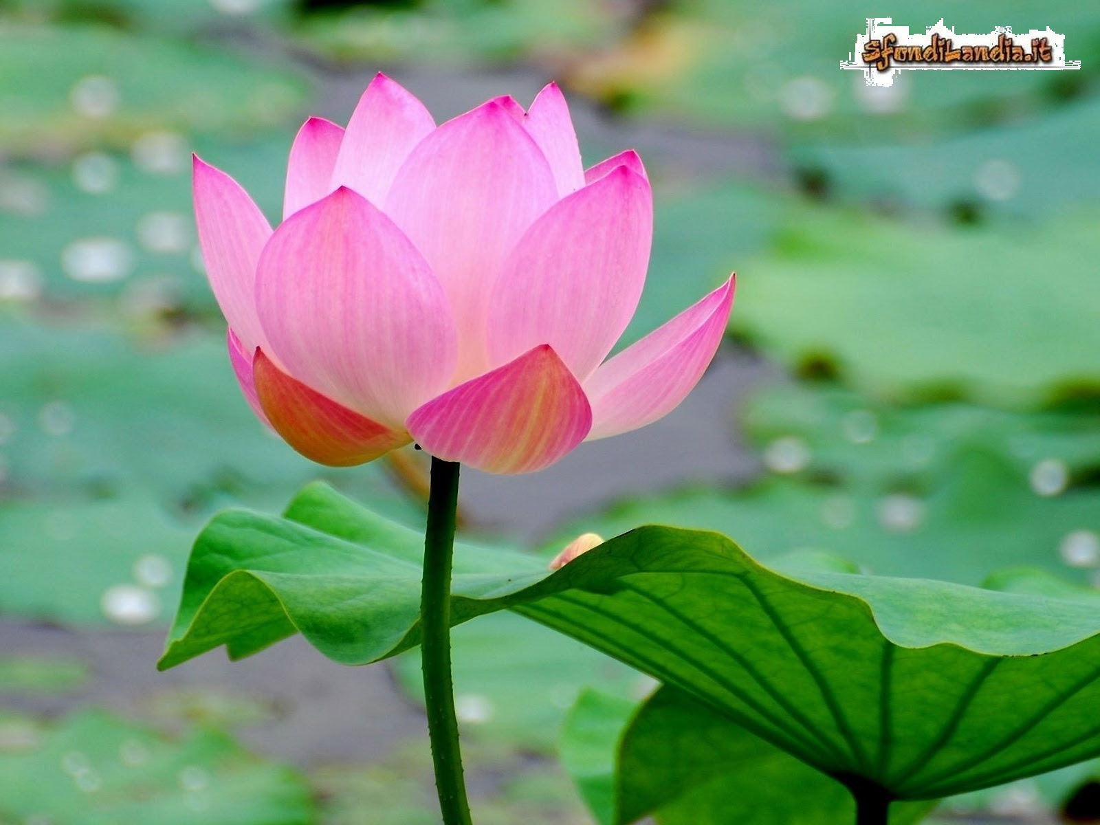Sfondilandia It Sfondo In Hd Gratis Di Fiore Di Loto Per Pc Desktop E Smartphone Android E Iphone In Risoluzione 1600x1200