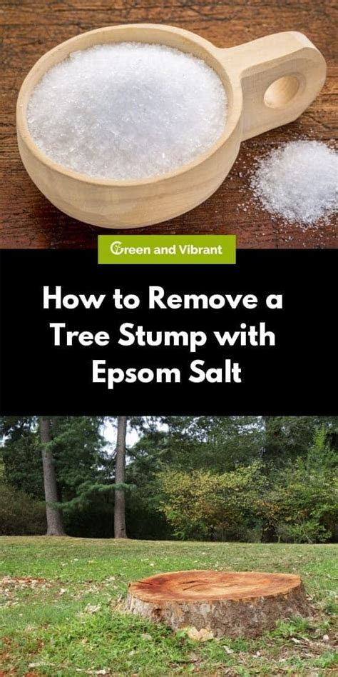 No matter how welcoming you are, nobody wants to share their home with household pests. How to Remove a Tree Stump with Epsom Salt - Trees.com