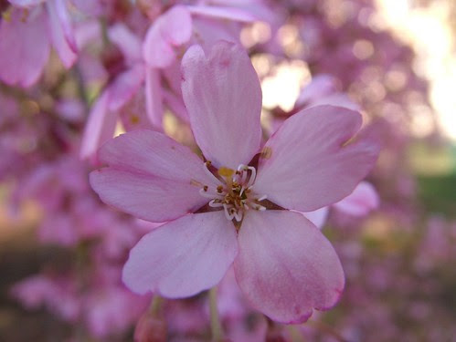 names of flowers with pictures