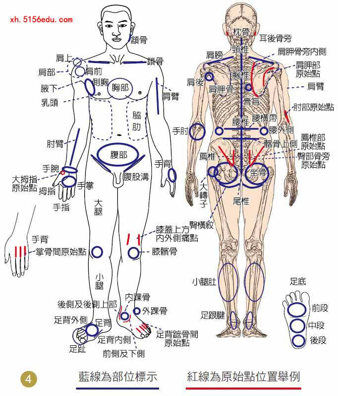 人体各部分名称