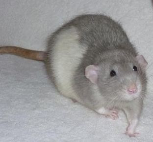 Ratten als Haustiere - Ratte