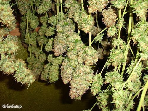 homemade hydroponic systems for weed | 420 and Related | Pinterest