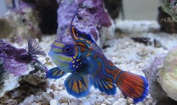 とある水槽のマンダリン マンダリンの餌にアサリを