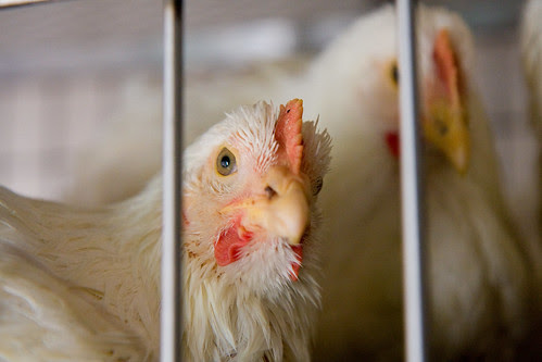 Madani Halal slaughterhouse