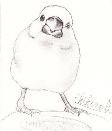白文鳥イラスト 鳥イラスト ようこそ とりみカフェ 鳥カフェでの出来事や鳥写真