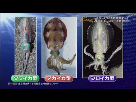 Theフィッシング 19年2月2日 1902 エキスパートが狙う 南海のレッドモンスター 釣りtubeチャンネル