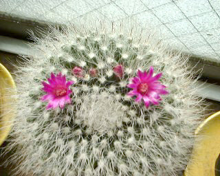 マミラリア Mammillaria