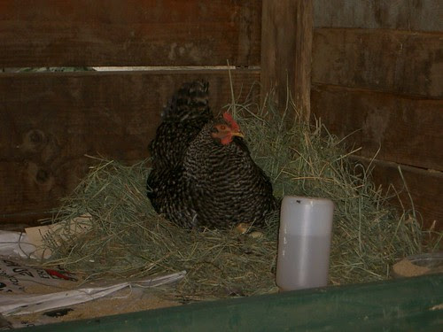 Broody Mama by thievingjoker, on Flickr