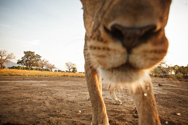 Photographer Has His Canon 5D Mark II Kidnapped and Killed by a Lion eUNQd