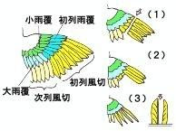 大型インコ飼育のｑ ａ 医