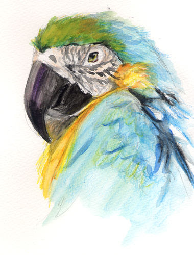 本 これで鳥を描きつくす マール社の 鳥の描き方マスターブック 骨格を理解していきいきとした姿を描く が楽しみ こいふみのスケッチブック Macbook