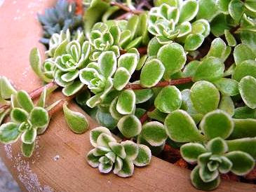 セダムの育て方 自然と暮らす 観葉植物