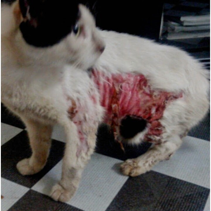 Tips Penjagaan dan Perawatan Luka Kucing Yang Bernanah