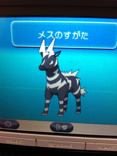 ゼブライカ 色違いに釘付け