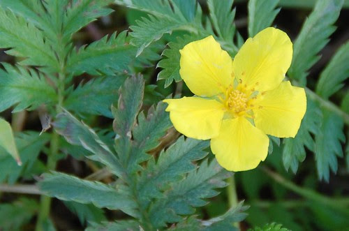 silverweed