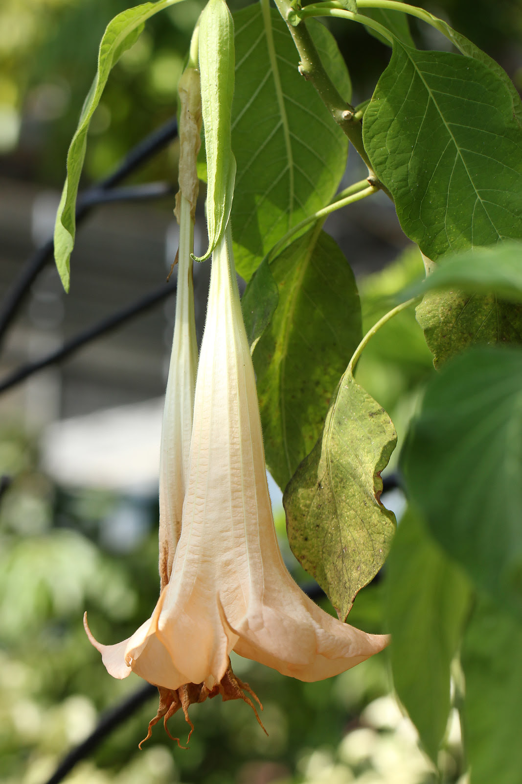 お花の写真集 キダチチョウセンアサガオ ダチュラ