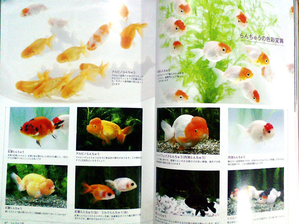 かわいい金魚 本の中身は最新の金魚図鑑 Aqua Talk