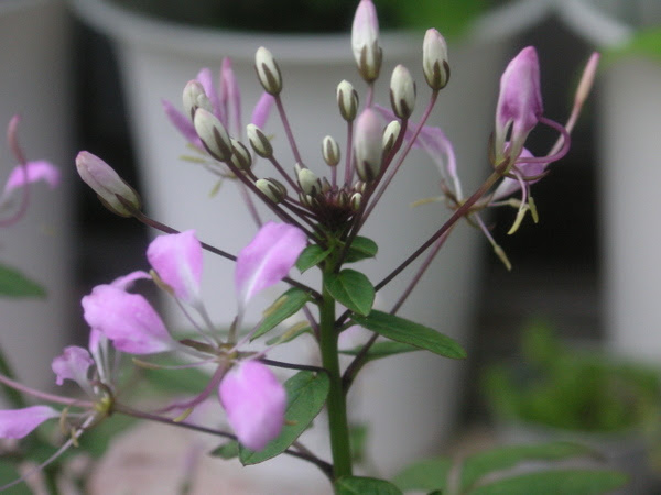 花を楽しむ クレオメ ハミングバード