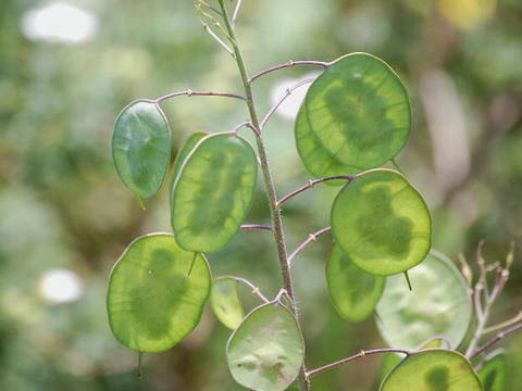 合田草 ゴウダソウ 華凛の花言葉