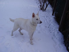 tala cody backyard snow 015