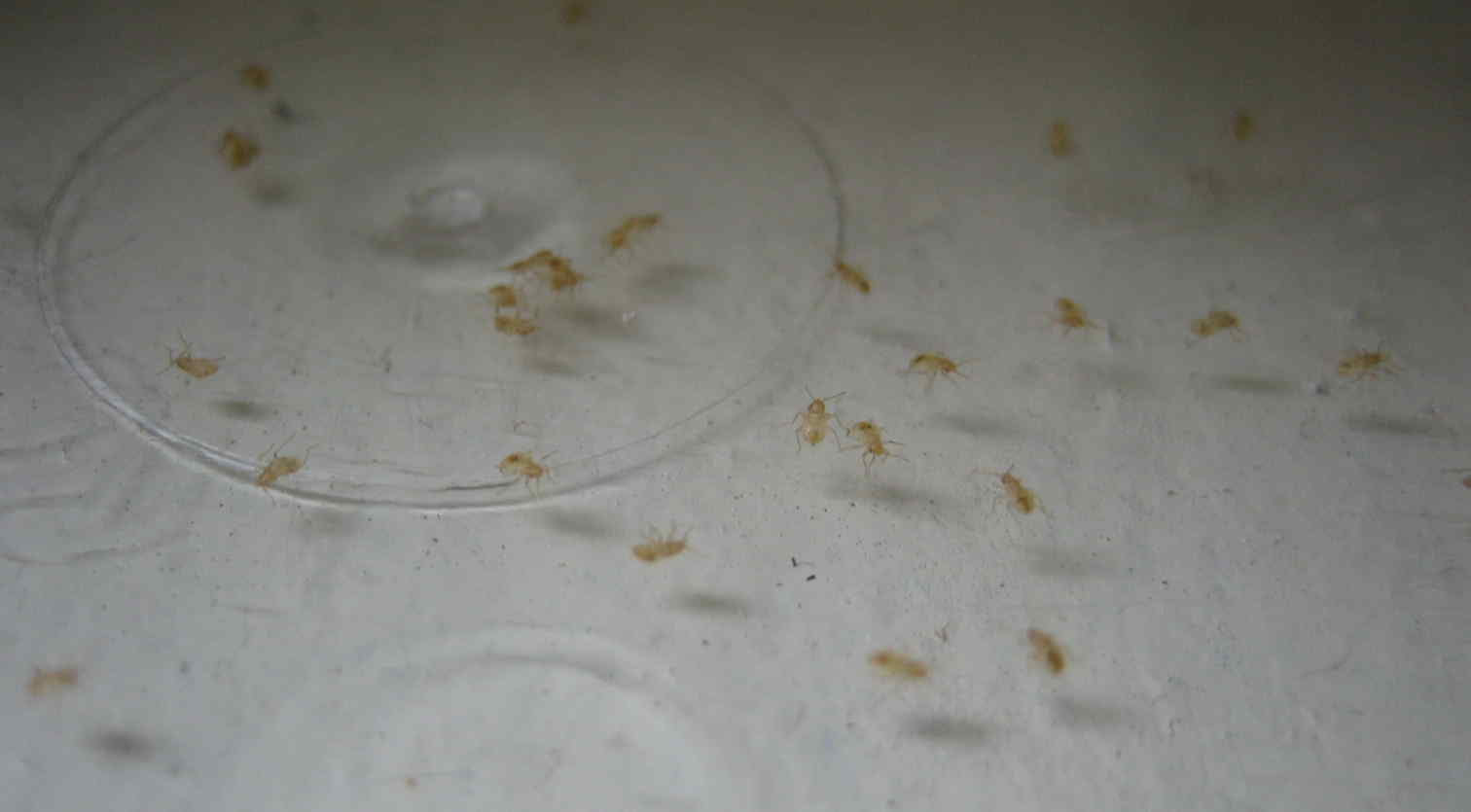 ... bed bug nymph displaying 20 images for bed bug nymph toolbar creator