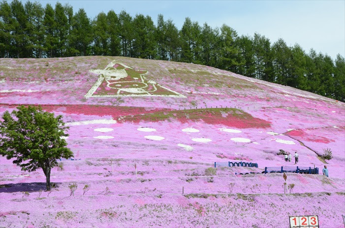 漫山的粉色花地毯。