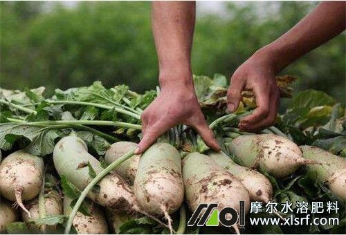 种萝卜用什么肥料好 怎样使用水溶肥追肥 摩尔化工