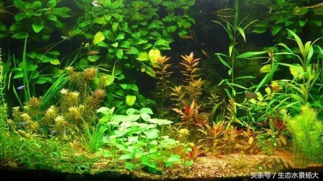 弱光水草栽培实验 每日头条