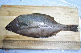 カレイのさばき方 浜田魚商協同組合