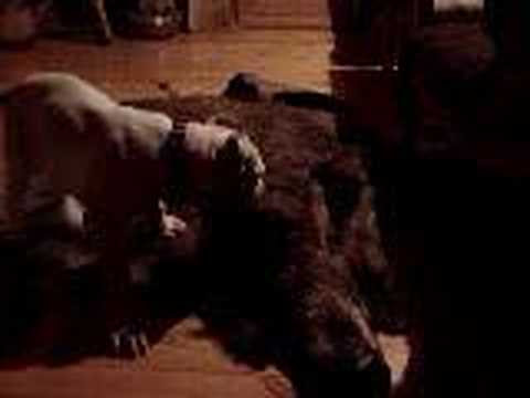 dogo argentino hunting boar. dogo argentino vs oar