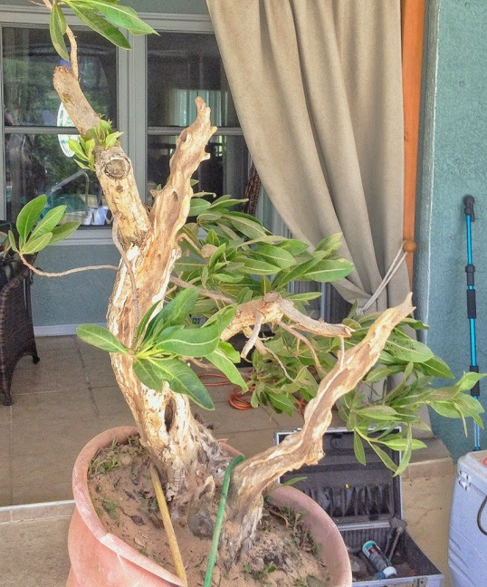 20130528-172133.jpg