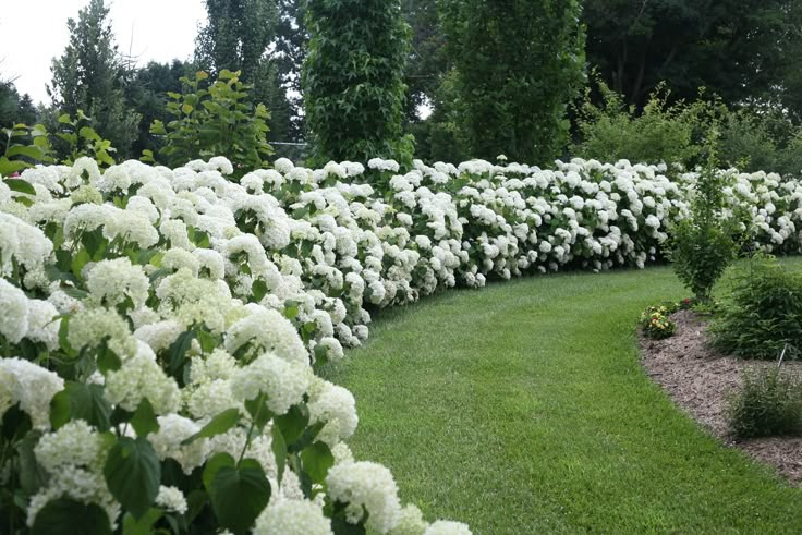 Incrediball Hydrangea Hedge Beauty when used to form a hedge or 