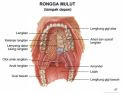 mulut