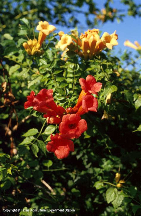 Got a hot spot in your garden where plants often die? Texas Native Plants Database