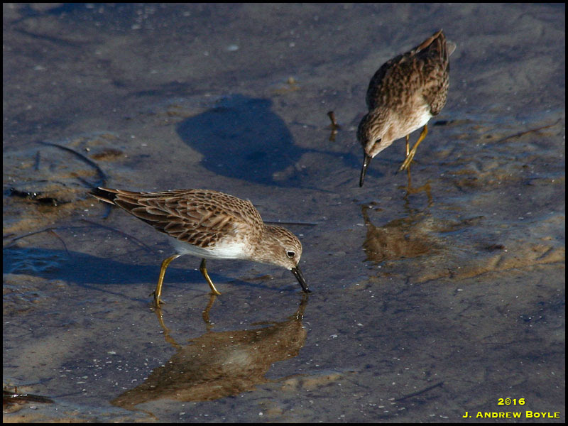 Least Sandpiper