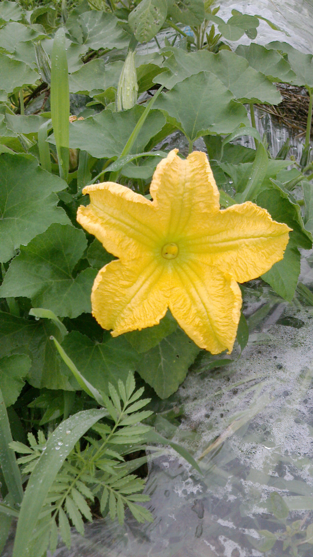 カボチャの花は二つある 新鮮で安全安心な野菜をお届けします