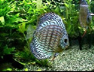 水生生物の飼育環境を考える ディスカス飼育