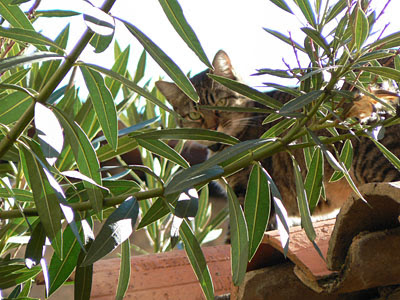 chat valbonne
