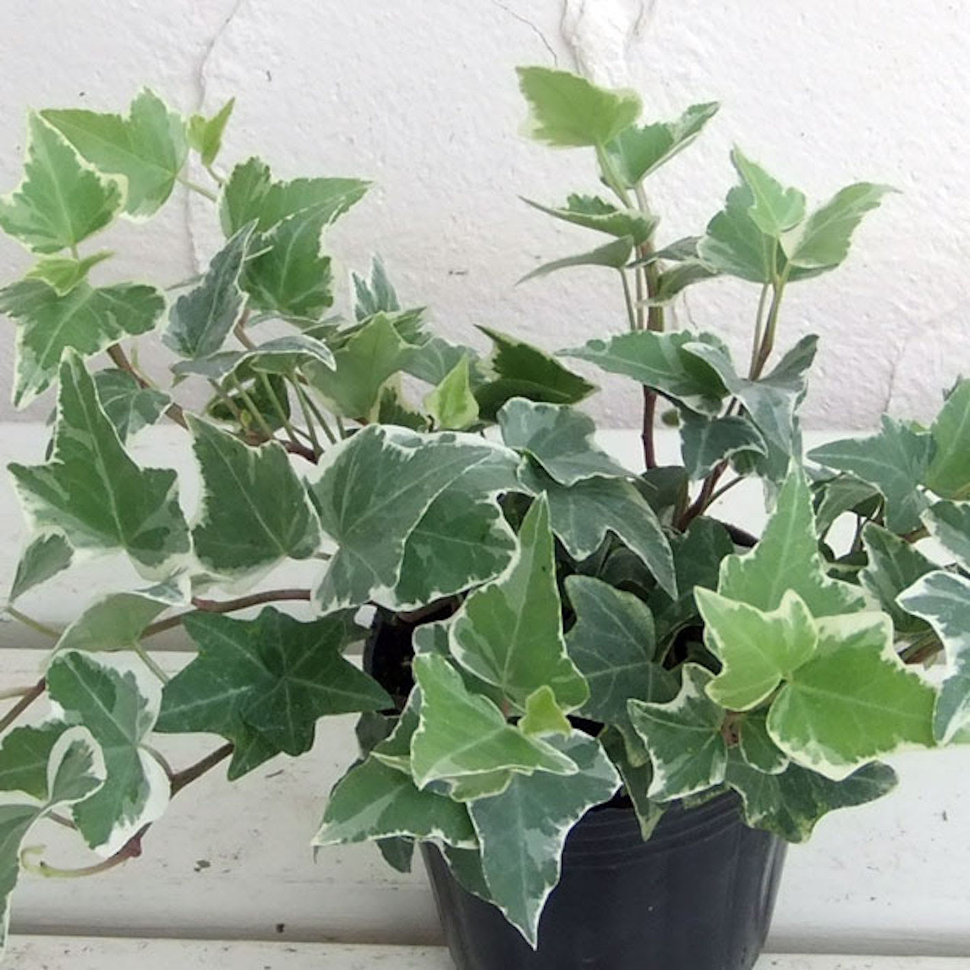 壁に張り付いたアイビーの取り方について 植物navi