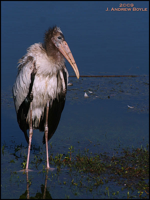 Wood Stork