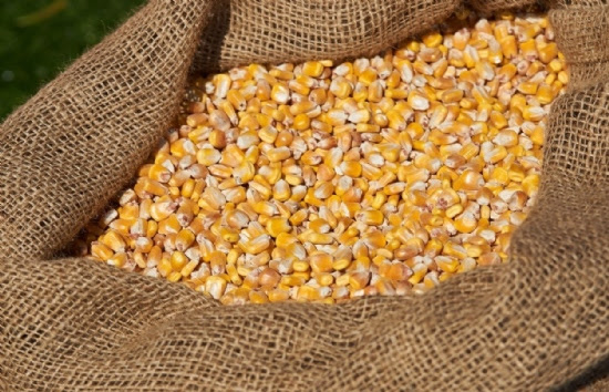Veneri debate com os Correios como ajudar agricultores a ter acesso a sementes crioulas
