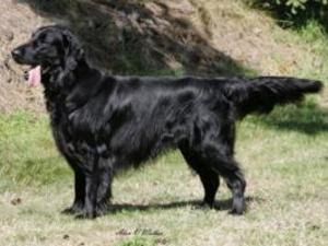 Flat coated retriever levetid