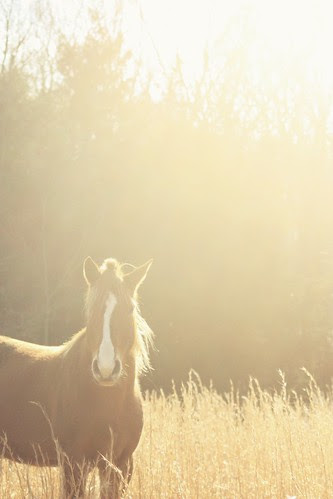 wonder horse