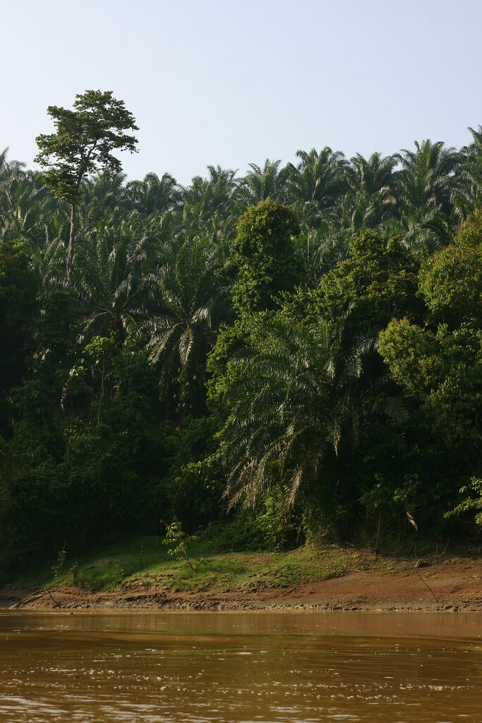 Palm Oil plantation on Kinabatangan river