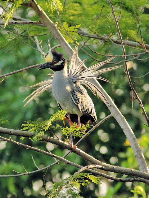 Yellow-crowned Night-Heron display 20130524